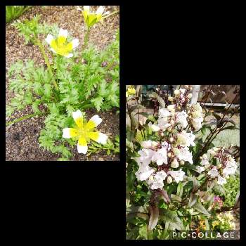 リムナンテス ダグラシーの投稿画像一覧 Greensnap グリーンスナップ