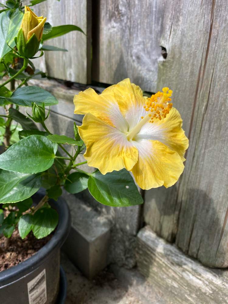 ハイビスカス アジアの風の投稿画像 By Merryさん 花のある暮らしとねこと緑のある暮らしとハイビスカス 21 21月6月26日 Greensnap グリーンスナップ