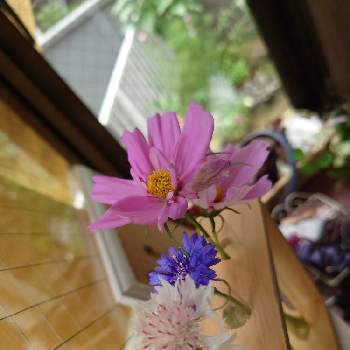 100均花器の投稿画像一覧 Greensnap グリーンスナップ