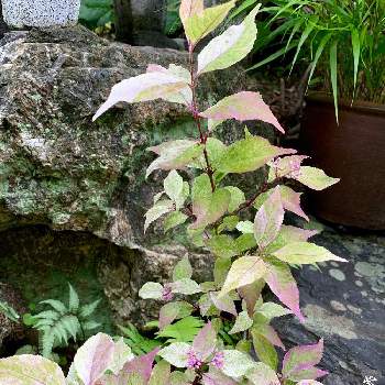庭景色の画像 by 美野美谷さん | 広い庭とM's style bonsaiと和の庭と紫々紫(ｼｼﾞﾑﾗｻｷ)とM's style bonsai(実もの)と庭景色と紫式部♡とM's style bonsai(花もの)