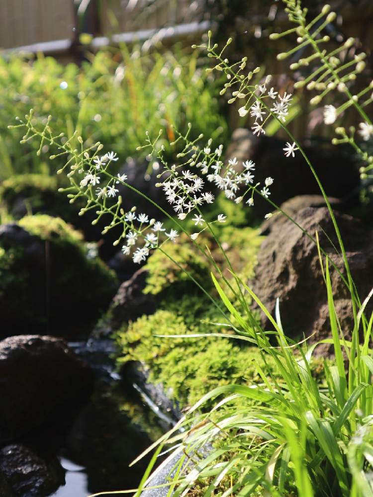 野州ハナセキショウの投稿画像 By きっぺぇさん 山野草と花のある暮らしとおうち園芸と野州花石菖とヤシュウハナ ゼキショウと小さな庭と21ビオトープ きっぺえと山野草と花のある暮らしとおうち園芸と21ビオトープ きっぺえ 21月6月26日 Greensnap グリーン