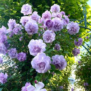 京成バラの画像 by Naomamさん | 小さな庭とバラ レイニー・ブルーとつるバラと美しいとしあわせと京成バラ