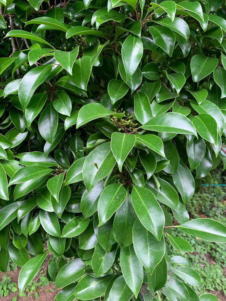 くっきいさんの投稿画像 21 06 26 13 29 50 0 Greensnap グリーンスナップ Greensnap グリーンスナップ