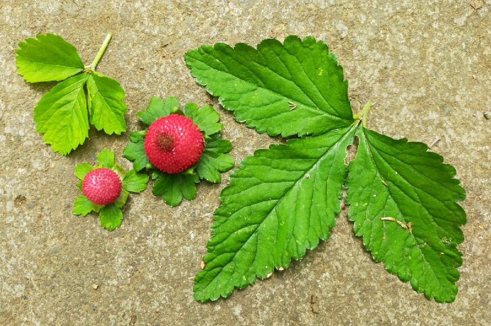 ヘビイチゴの投稿画像 By のんちゃんさん ヤブヘビイチゴと都立光が丘公園と イチゴ祭りと 食べて遠くへ運んでシリーズとお出かけ先と 苺 コレクションと都立光が丘公園と イチゴ祭りと 食べて遠くへ運んでシリーズと 苺コレクション 21月6月26日