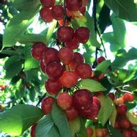 サクランボの育て方 種まきでの発芽は難しい 鉢植えでも栽培できる Greensnap グリーンスナップ サクランボの育て方 種まきでの発芽は難しい 鉢植えでも栽培できる Greensnap グリーンスナップ