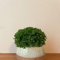 セラギネラの育て方 水やりや日当たりの加減は Greensnap グリーンスナップ セラギネラの育て方 水やりや日当たりの加減は Greensnap グリーンスナップ