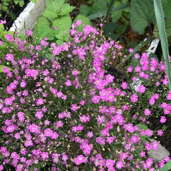 カスミソウ ジプシーローズの投稿画像一覧 Greensnap グリーンスナップ