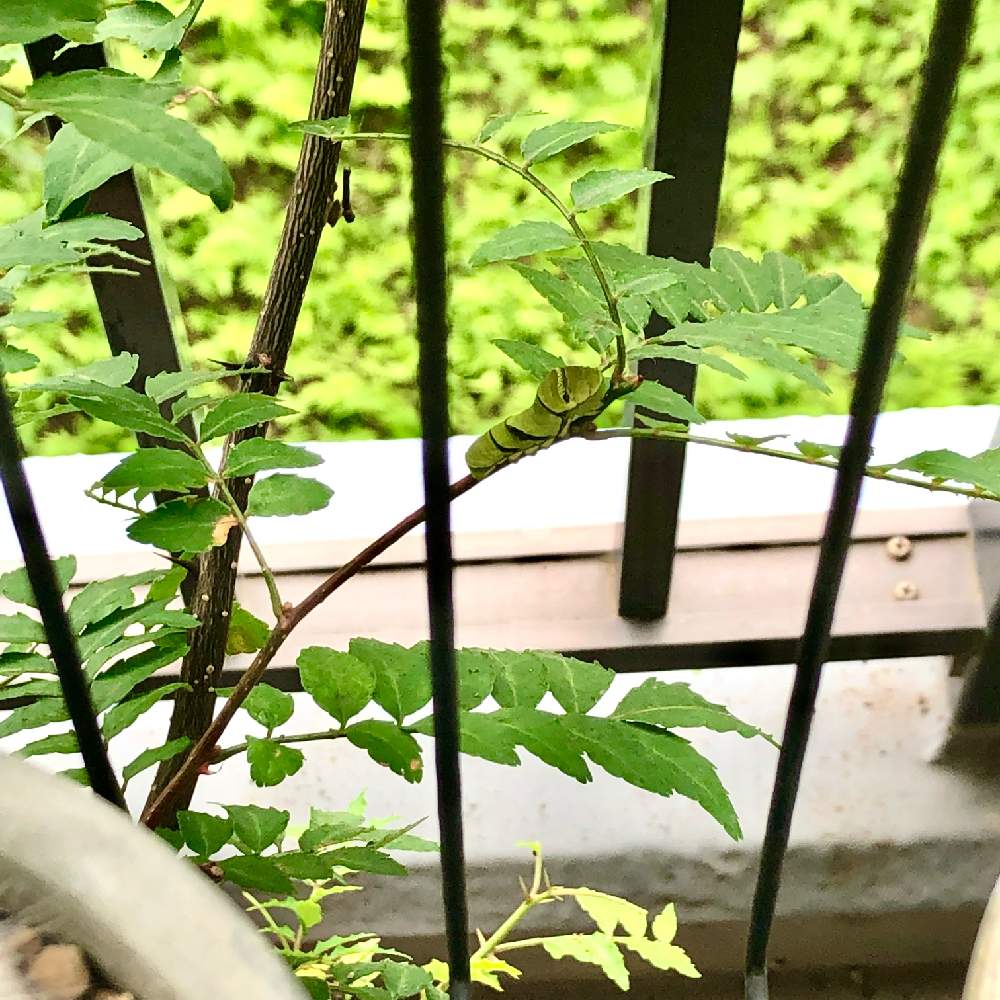 山椒の投稿画像 By ぴーさん アゲハチョウの幼虫 21月6月26日 Greensnap グリーンスナップ