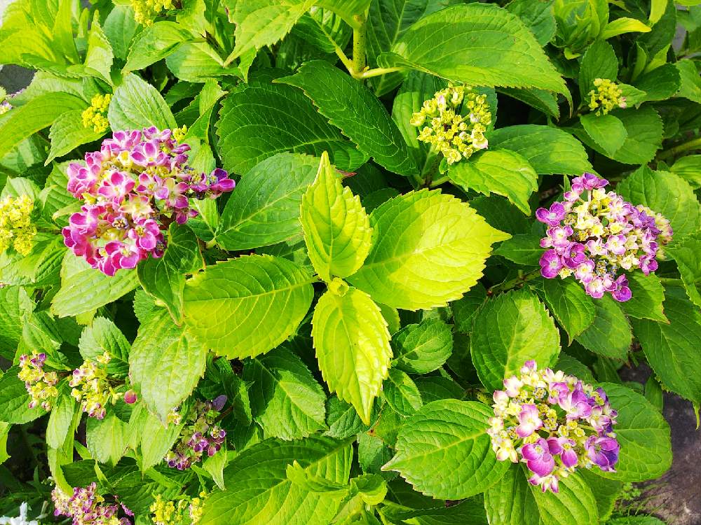 小さな庭の画像 by よっしぃさん | 小さな庭と紫陽花 華あられと耐寒性落葉低木と和風の庭と赤い紫陽花
