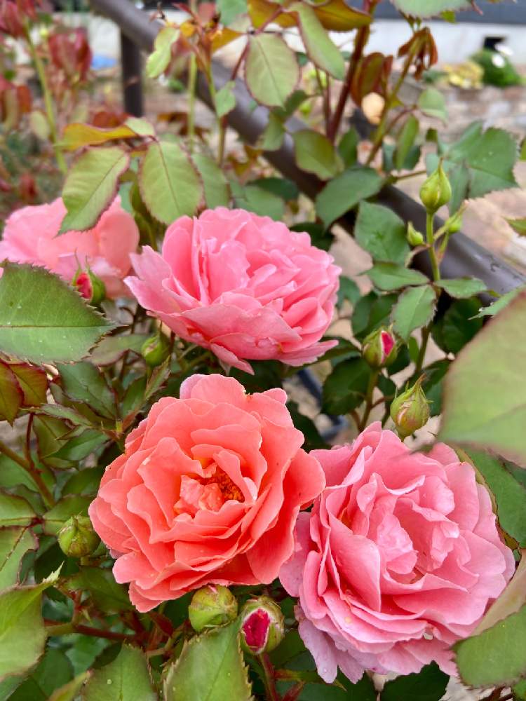 バラ サンセットグロウの投稿画像 By ぴちぴちぴーちさん 小さな庭とつるバラと薔薇 サンセットグロウとサーモンピンクの花とパーゴラ とつるバラと薔薇 サンセットグロウとサーモンピンクの花とパーゴラ 21月6月26日 Greensnap グリーンスナップ