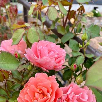 薔薇 サンセットグロウの投稿画像一覧 Greensnap グリーンスナップ