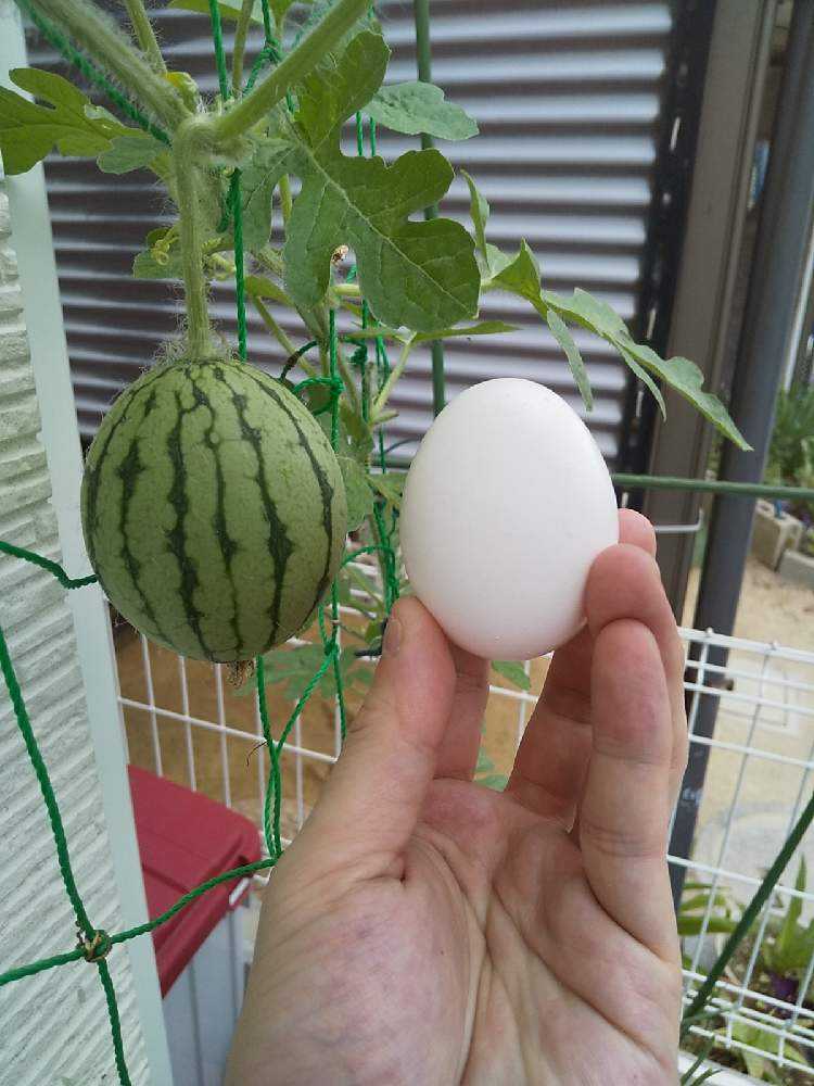 スイカ第二期 Greensnap グリーンスナップ