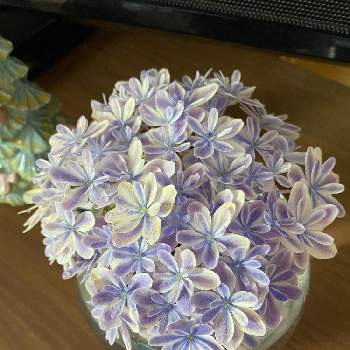 紫陽花万華鏡の投稿画像一覧 Greensnap グリーンスナップ