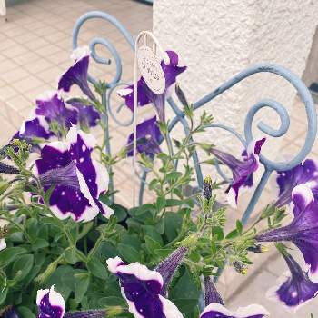 花台diyの投稿画像一覧 Greensnap グリーンスナップ