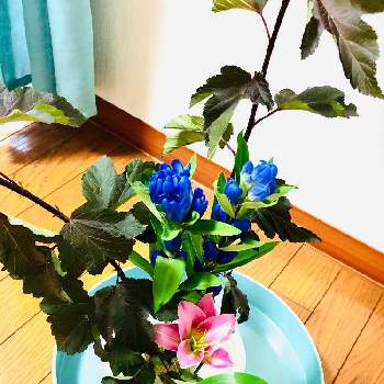 バランスの画像 by kaeさん | 部屋とリンドウと百合と生花アレンジとバランスといい時間と日本の植物と華道と日本の伝統と癒しと生花好きとアレンジと生花と生け花のお花と花を生ける