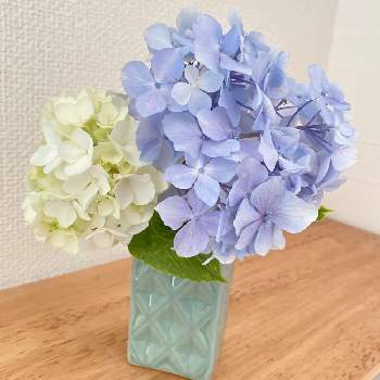 アジサイ♡の画像 by uga.さん | 部屋と紫陽花と花瓶とかわいいな♡と花のある暮らしとアジサイ♡