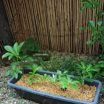 クリスマスローズ ガーデンハイブリッドの投稿画像一覧 Greensnap グリーンスナップ