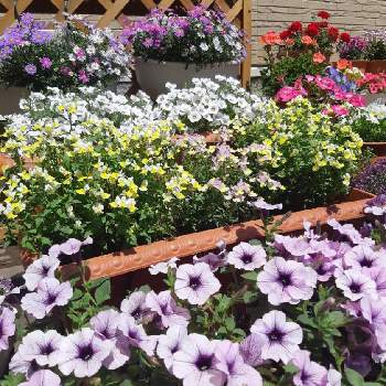 ニーレンべルキアの投稿画像一覧 Greensnap グリーンスナップ