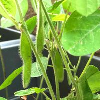 枝豆,種まきっ子,ベランダ菜園,プチ家庭菜園,埼玉の画像
