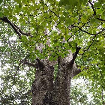 気になる木の画像 by パープルさん | お出かけ先と名前を教えて！と新緑とシェードガーデンと相談と気になる木