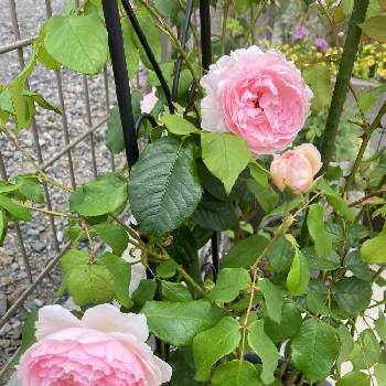 ザウェッジウッドローズ バラの画像 by るぅさん | エントランスとお花大好き♡と咲いてくれてありがとう❤と花のある生活とザウェッジウッドローズ バラとかわいいとお花は癒しとバラ・ミニバラ