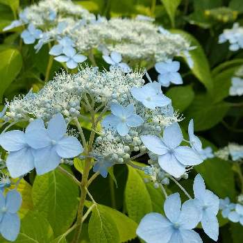 水色の花の投稿画像一覧 Greensnap グリーンスナップ