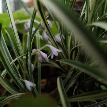 りゅうのひげの投稿画像一覧 Greensnap グリーンスナップ