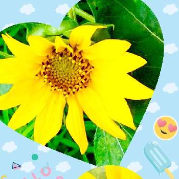 黄色い花♥︎∗*ﾟの画像 by coral pinkさん | 小さな庭とミニひまわりといつもありがとう❣️と黄色い花♥︎∗*ﾟとヒマワリ☀︎  とおうち園芸❀と夏の花と可愛い～( ´艸｀)♡とみんな大好き♡と咲いた❤とDAISOの種