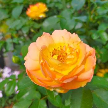 シャトードゥシュベルニーの画像 by ちけさん | 小さな庭と薔薇とシャトードゥシュベルニーとばら バラ 薔薇とおうち園芸と癒しの花と美しい✨✨とデルバールと花のある暮らしと花が好きと薔薇大好きとばらに魅せられてとかわいい❤