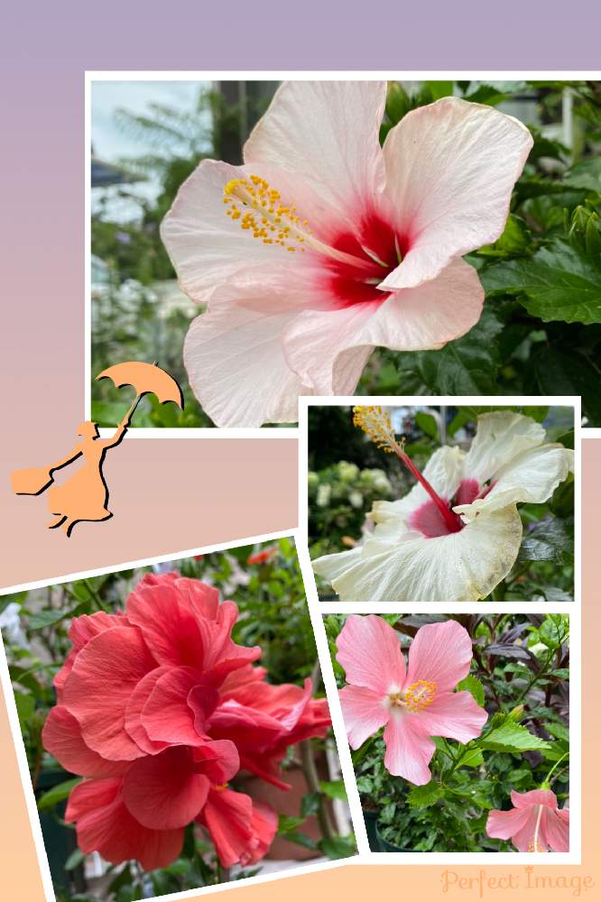 ハイビスカスの投稿画像 By しぶちゃんさん ネコ好きと黄色い花とピンクのお花と赤い花と花のある暮らしと白い花と今日のハイビスカス 21月6月26日 Greensnap グリーンスナップ