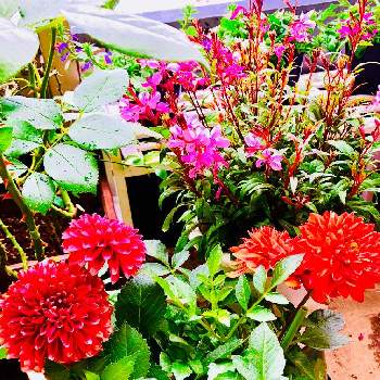 ガウラ の投稿画像一覧 Greensnap グリーンスナップ