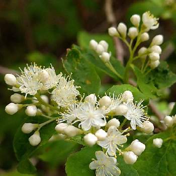 サワフタギの投稿画像一覧 Greensnap グリーンスナップ