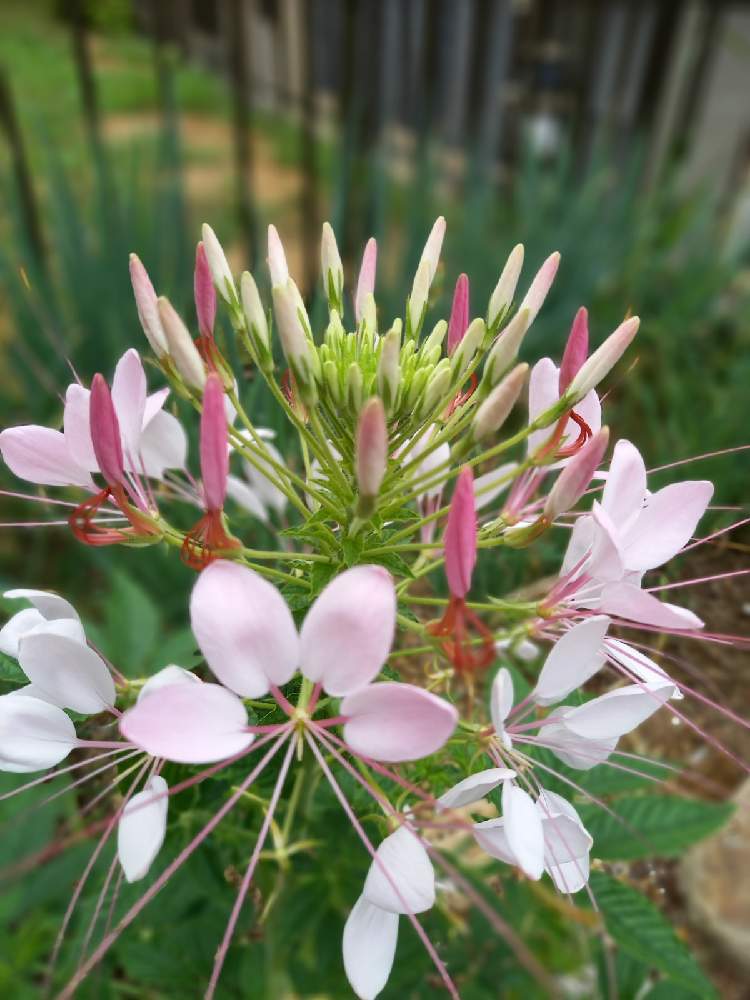 花壇の投稿画像 By みぃちゃんさん チーム岐阜とおうち園芸とスマホでマクロ撮影とクレオメ とガーデニング 21月6月27日 Greensnap グリーンスナップ