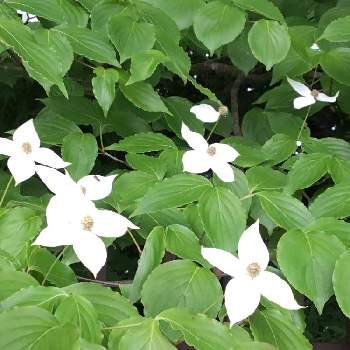 野山の花木の投稿画像一覧 Greensnap グリーンスナップ