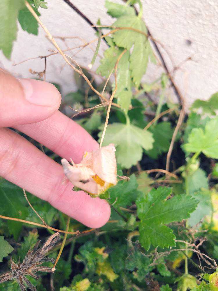 アオイ科マルバストラム属マルバストラム｜🍀GreenSnap