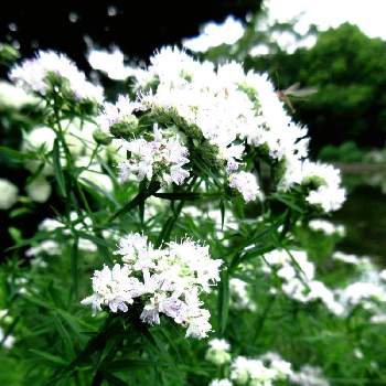 細葉 マウンテンミントの投稿画像一覧 Greensnap グリーンスナップ