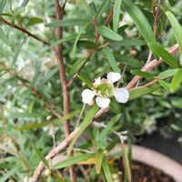 レモンティーツリーの育て方 苗の植え方は 虫除けになるって本当 Greensnap グリーンスナップ レモンティーツリーの育て方 苗の植え方は 虫除けになるって本当 Greensnap グリーンスナップ