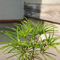 コウヤマキ 高野槙 の育て方 植え付け時期は 剪定や挿し木の方法は Greensnap グリーンスナップ コウヤマキ 高野槙 の育て方 植え付け時期は 剪定や挿し木の方法は Greensnap グリーンスナップ