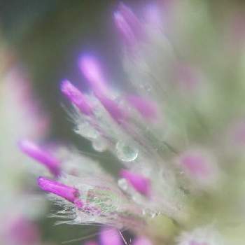 プチロータス ジョーイの画像 by mimozaさん | 小さな庭とプチロータス ジョーイと雨粒とプチロータスジョーイ☺と雨粒シリーズ☆