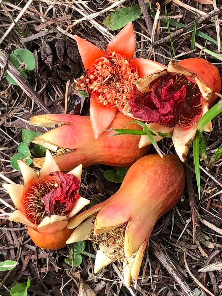 ザクロの花の投稿画像 By Cimarronさん ザクロの実 とオレンジ色の花とオレンジの実と可愛い樹木と奇妙な樹木 21月6月27日 Greensnap グリーンスナップ