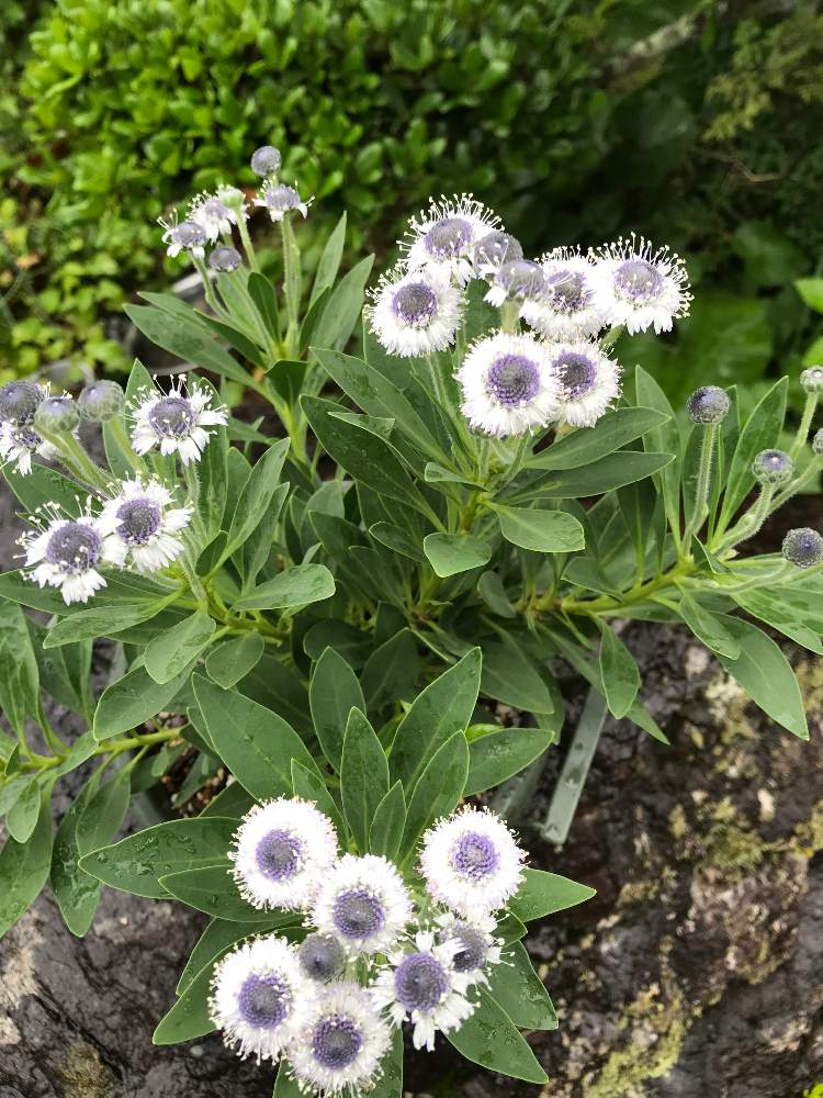 小さな庭の投稿画像 By ほっすいめしさん 花のある暮らしと多肉女子とグロブラリア ブルーアイと花のある暮らしと多肉女子とグロブラリア ブルーアイ 21月6月27日 Greensnap グリーンスナップ Greensnap グリーンスナップ