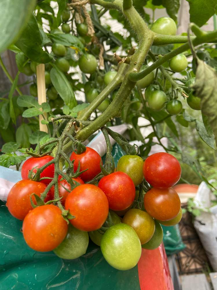 ミニトマトを袋栽培で育ててみる 初めての袋栽培 Greensnap グリーンスナップ