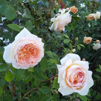 薔薇   バスシーバの画像 by 池ちゃんさん | 小さな庭と薔薇   バスシーバ