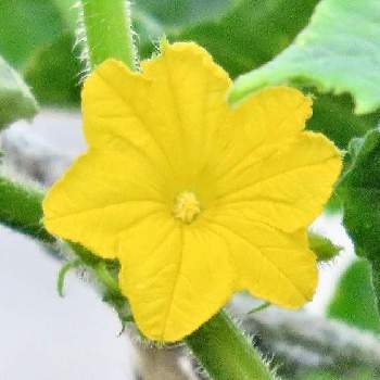 キュウリの花 の投稿画像一覧 Greensnap グリーンスナップ