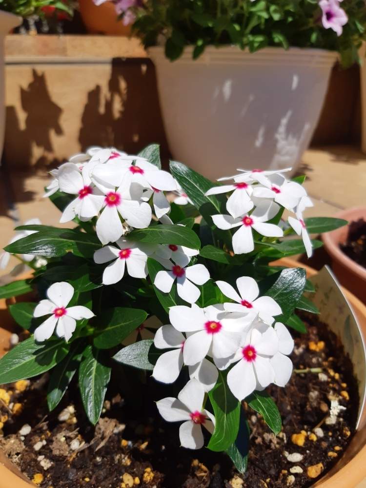 ニチニチソウの投稿画像 By マーガレットが好きさん サントリーと北海道と玄関前とフェアリースター 21月6月27日 Greensnap グリーンスナップ