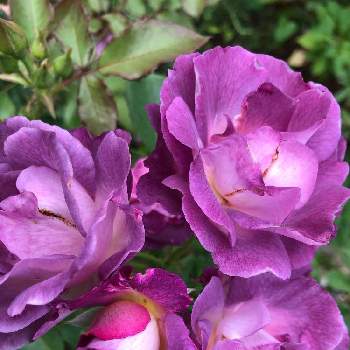 ブルーフォーユーの投稿画像一覧 Greensnap グリーンスナップ