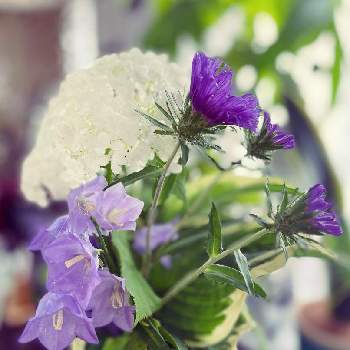 カンパニュラ♪の画像 by NANAさん | 部屋とカンパニュラ♪と真っ白なアナベルと季節の花々とこころを花にかえてとしあわせの時間✨
