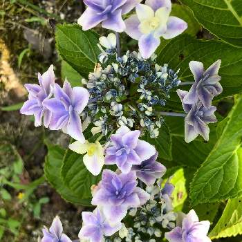 紫好きの画像 by ポコちゃんさん | アジサイ  銀河と開花と紫好きと青が好きと庭植えと母の日