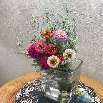 百日草の花の画像 by うたちゃんさん | 部屋とサントリナ。と百日草の花とGS日和と小さな アレンジ
