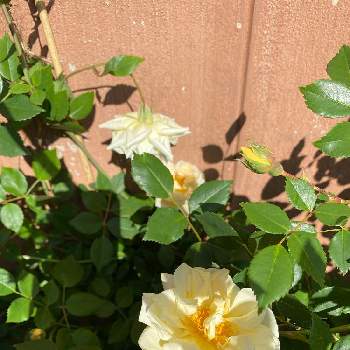 ランブラー ローズの投稿画像一覧 Greensnap グリーンスナップ